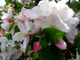 Бело-розовое чудо в нашем саду!