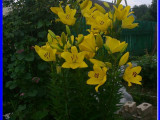 Жёлтые лилии
