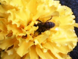 пчелочка златая