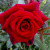 Красная роза - 