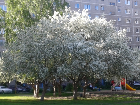 Яблони в нашем дворе. Весна 2013