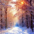 солнечный день в зимнем лесу