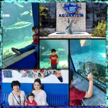 Mote Aquarium Sarasota Review -   
