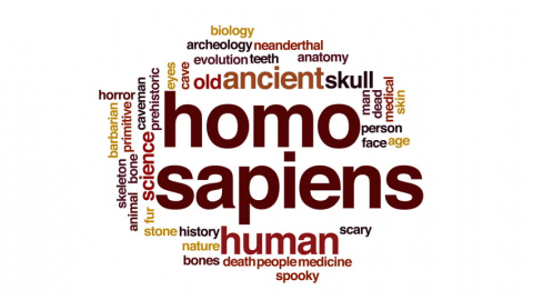 Homo Sapiens -  Ը 