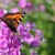 butterfly - 