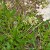  Plantago saxatilis M. Bieb. ( Plantaginaceae)    ( , ...)