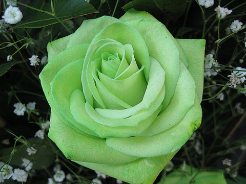 зелёная роза