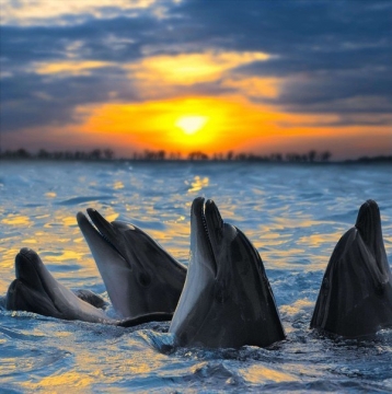 Дельфины умеют признаваться в любви и дарить цветы - Ангелина Васильевна A.B.M.   