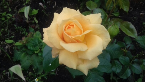 Роза в моём саду.