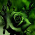 Зелёная роза с капельками росы на лепестках...